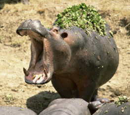 hippo[1]